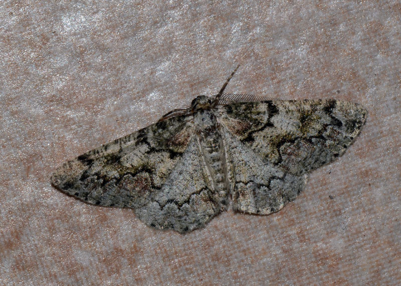 Geometridae Cleorodes lichenaria ? - Si